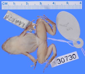 Media type: image; Herpetology A-30730